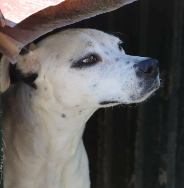 Blanca