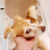 Rex