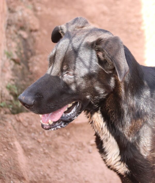 Joao