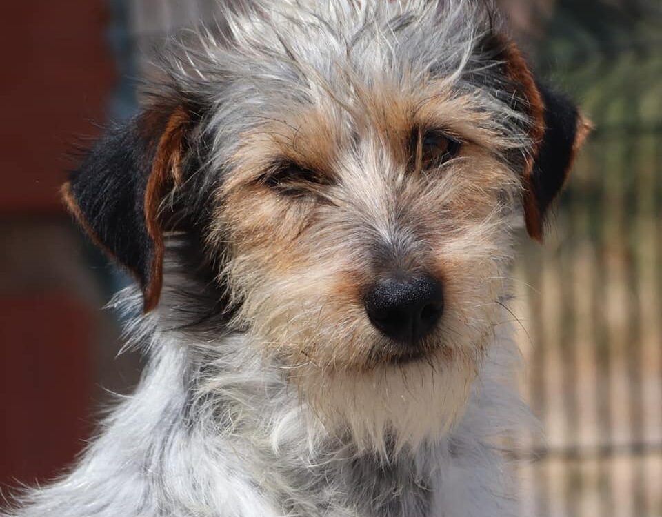Malva