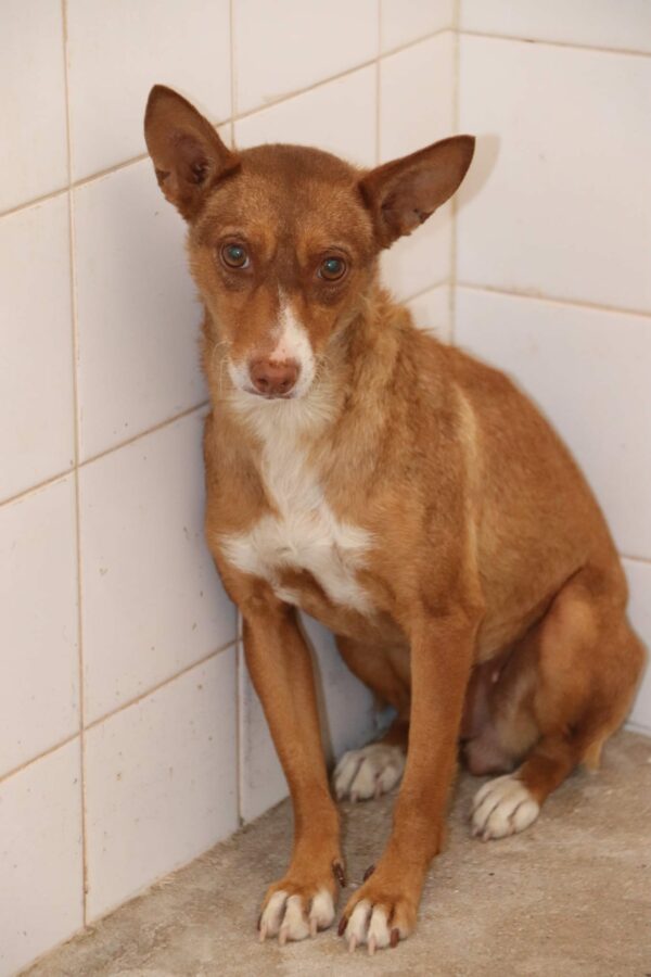 Aurea