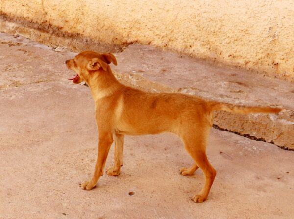 Amaya