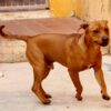 Zeca