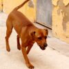 Zeca