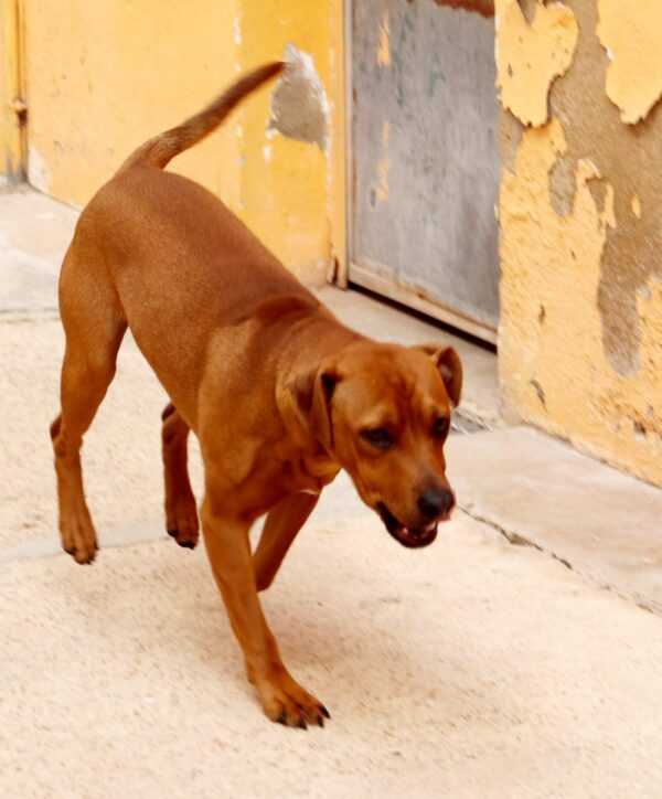 Zeca