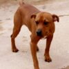 Zeca