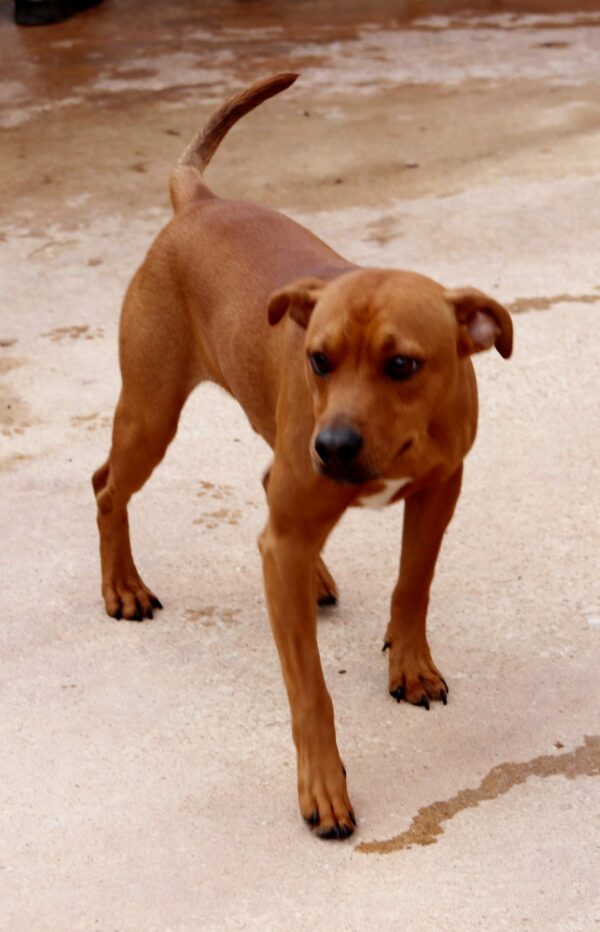 Zeca