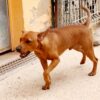Zeca