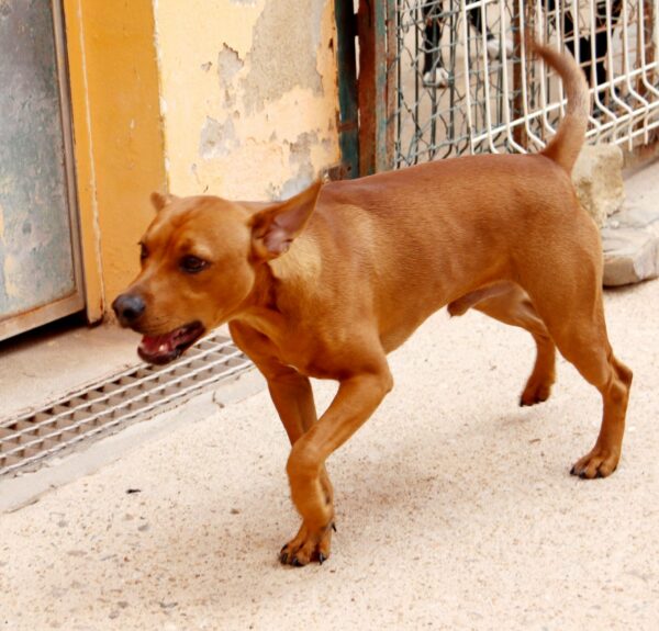 Zeca