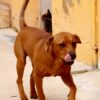 Zeca