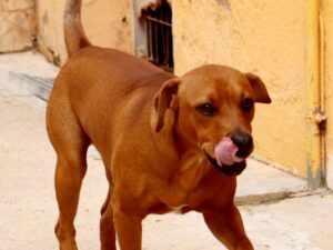 Zeca