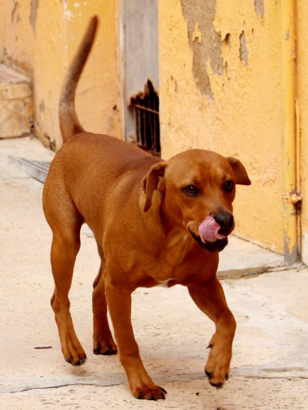 Zeca