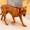 Zeca