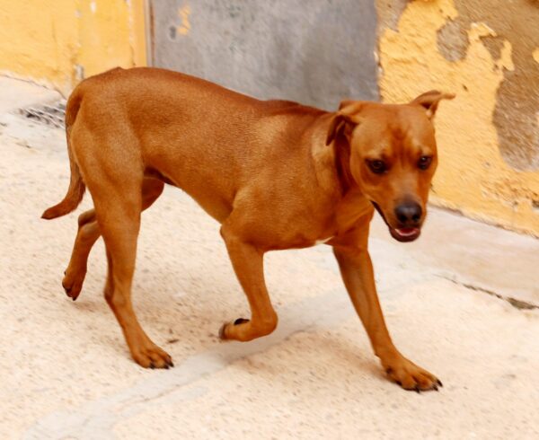 Zeca
