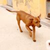Zeca