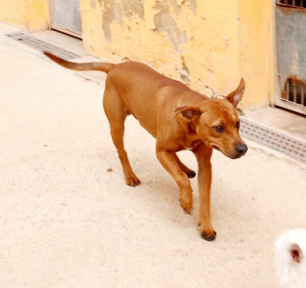 Zeca