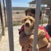 Amaya