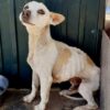 Camilo