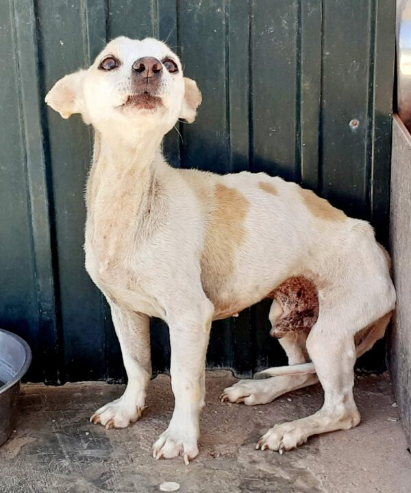 Camilo