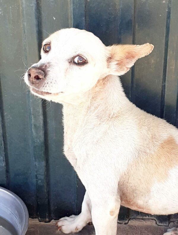 Camilo