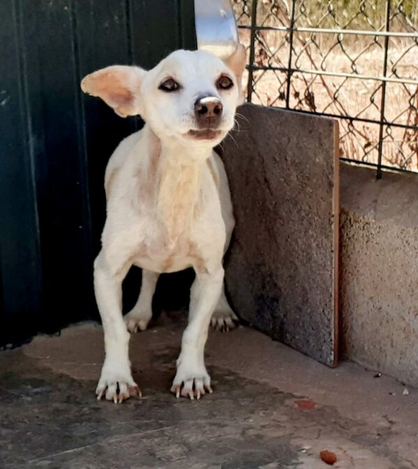 Camilo