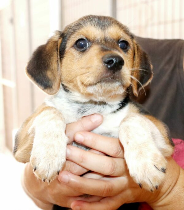 Bimba