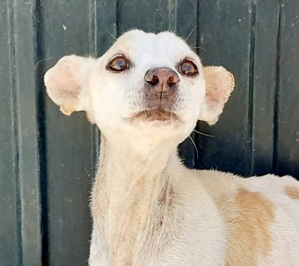 Camilo