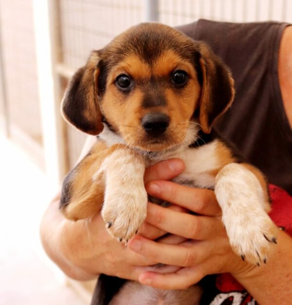 Bimba